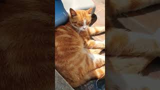 sleepy beauty princess sarman #funny #shortvideos #cute