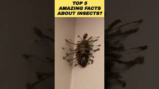 Top 5 Amazing Facts About Insects #shorts #facts #amazingfacts #top10anything