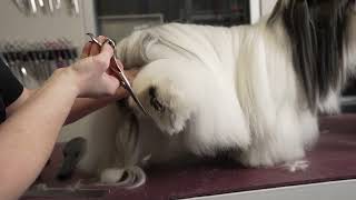 Havanese Pet Trim - Setting the Rear Foot and Underline by Groom Haüs 536 views 3 months ago 6 minutes, 33 seconds