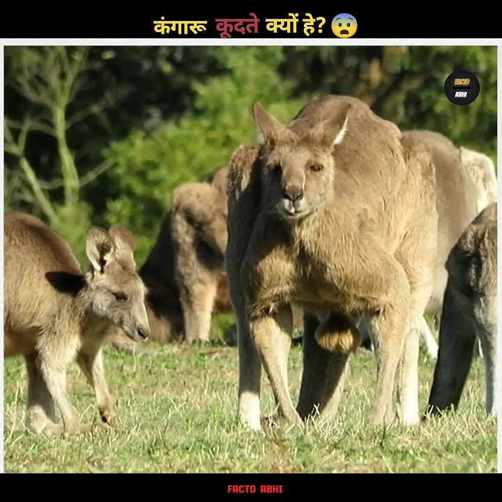 Why do kangaroos jump shorts youtube