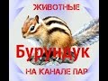 Домашние животные.Бурундук.