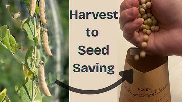 From Peas to Beans: Seed Saving + Summer Garden Transition
