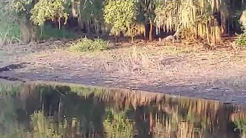 Crocodile catches wild pig off guard...#pig #scream #loud...