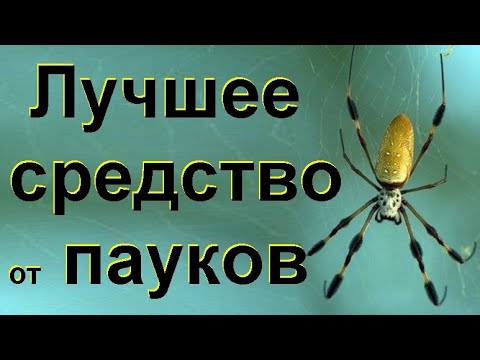 Как избавиться от пауков в доме простыми и безопасными методами. Лучшее средство от пауков.