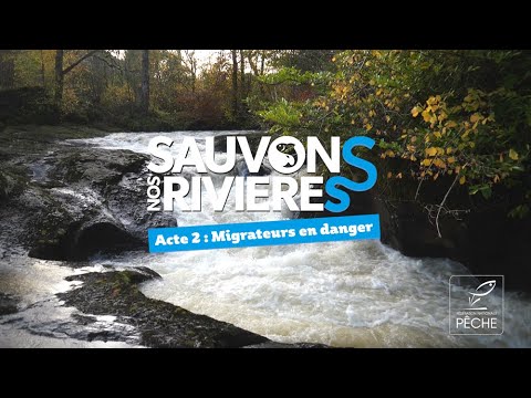 Sauvons nos rivières 2 : Les poissons migrateurs, un patrimoine à préserver