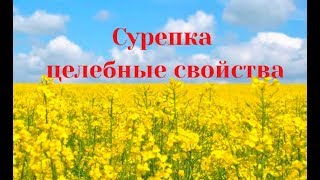 4# Cурепка. Целебные свойства растения.