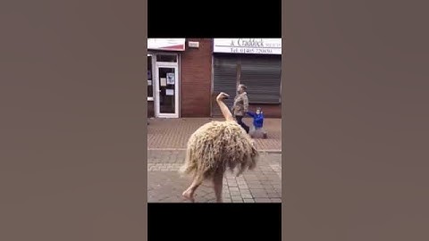 Thumbnail of Skinwalkers caught on camera 😳 #shorts