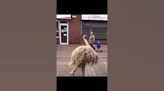 Skinwalkers caught on camera 😳 #shorts Skinwalkers caught on camera 😳 #shorts