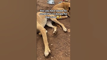 Kindly donate via the PayPal link in bio #adoptstrays #fundraiser #adoptable #adopt #adoptme