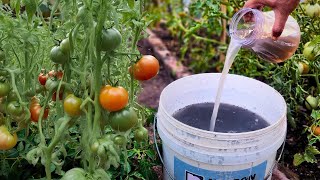 After applying this homemade fertilizer, my Tomatoes, Cucumber & Pepper boost their yield by double