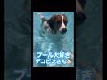【㊗️100万再生】プールで自慢の泳ぎを披露するデコピンさん🐶 #大谷翔平 #ドジャース #大谷 #デコピン #真美子夫人 #佐々木朗希 #山本由伸 #MLB #ホームラン
