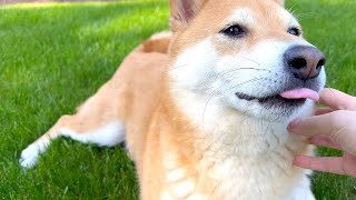 Spending an Afternoon With a Weirdo Shiba by Super Shiba 1,220 views 8 months ago 1 minute, 18 seconds