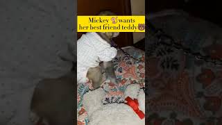 Mickey  wants her best friend teddy?#shorts #youtubeshorts #monkeylove