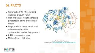 Learn FN1 in 3 minutes | Fibronectin, FN, CIG
