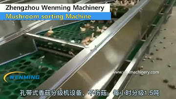 Mushroom Classifier machine，mushroom sorting machine，mushroon grading machine
