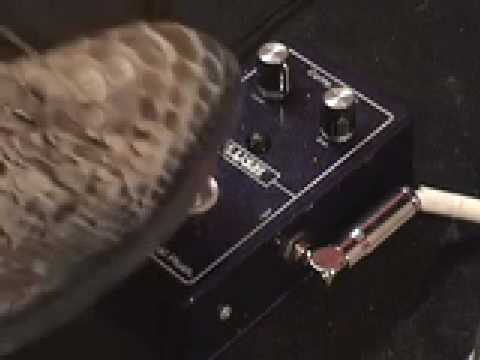 Fuchs Royal Plush Compressor guitar effects pedal demo with Roadworn Strat n Jaguar Jr amp