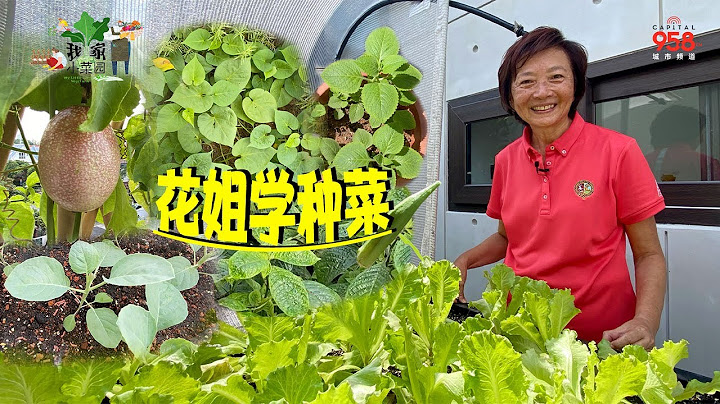 【我家小菜园】花姐退休后变种菜高手！ - 天天要闻