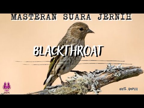 MASTERAN BLACKTHROAT GACOR SUARA JERNIH BIKIN KENARI BAHAN CEPET GACOR CENGKOK MEWAH PREMIUM
