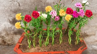 10 saat kırsal tarzı dikim çiçek