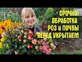 НЕ НАДЕЛАЙТЕ ОШИБОК! Чем ОБРАБОТАТЬ РОЗЫ и ПОЧВУ перед укрытием и что делать ЕСЛИ РОЗЫ ЗАБОЛЕЛИ