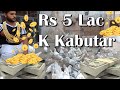5 Lakh K Kabootar Part 2 | Gufran Pigeon Loft | Kabutar | INDIAN PIGEON