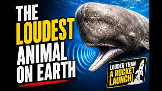 The Loudest Animal on Earth