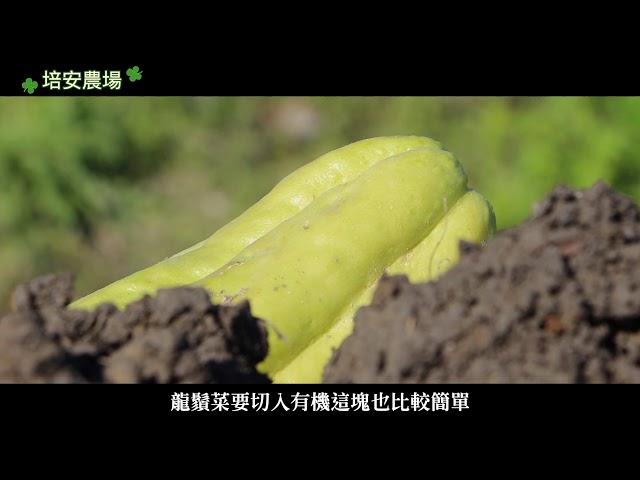 蔣宜妏 - 有一種名字叫「培安」 &mdash;微小卻堅定的力量-培安有機農場｜企劃、訪談、攝影助理