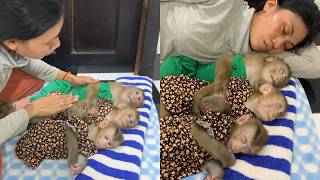 Famous Sweet Bedtime Routine for 3 Baby Monkeys 🐵💤 | Cuddles, Love & Sweet Dreams Net Worth