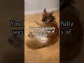 Send This to a Friend 😂🐶 #funnydogs #dogshorts #doglover #cutedog #ytshorts #trending #funny
