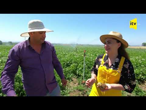 Video: Kartof Bitkilərinin Yetişdirilməsi - Kartofun Əkin Dərinliyi Haqqında Məlumat