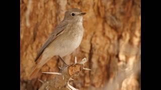 Dombra Kazak Dina - Bulbul (Дина - Бұлбұл ).