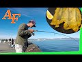 Catch and Cook Cheesy Fish Fingers Venice Beach Pier Fishing Report California Food 4 Less EP.394