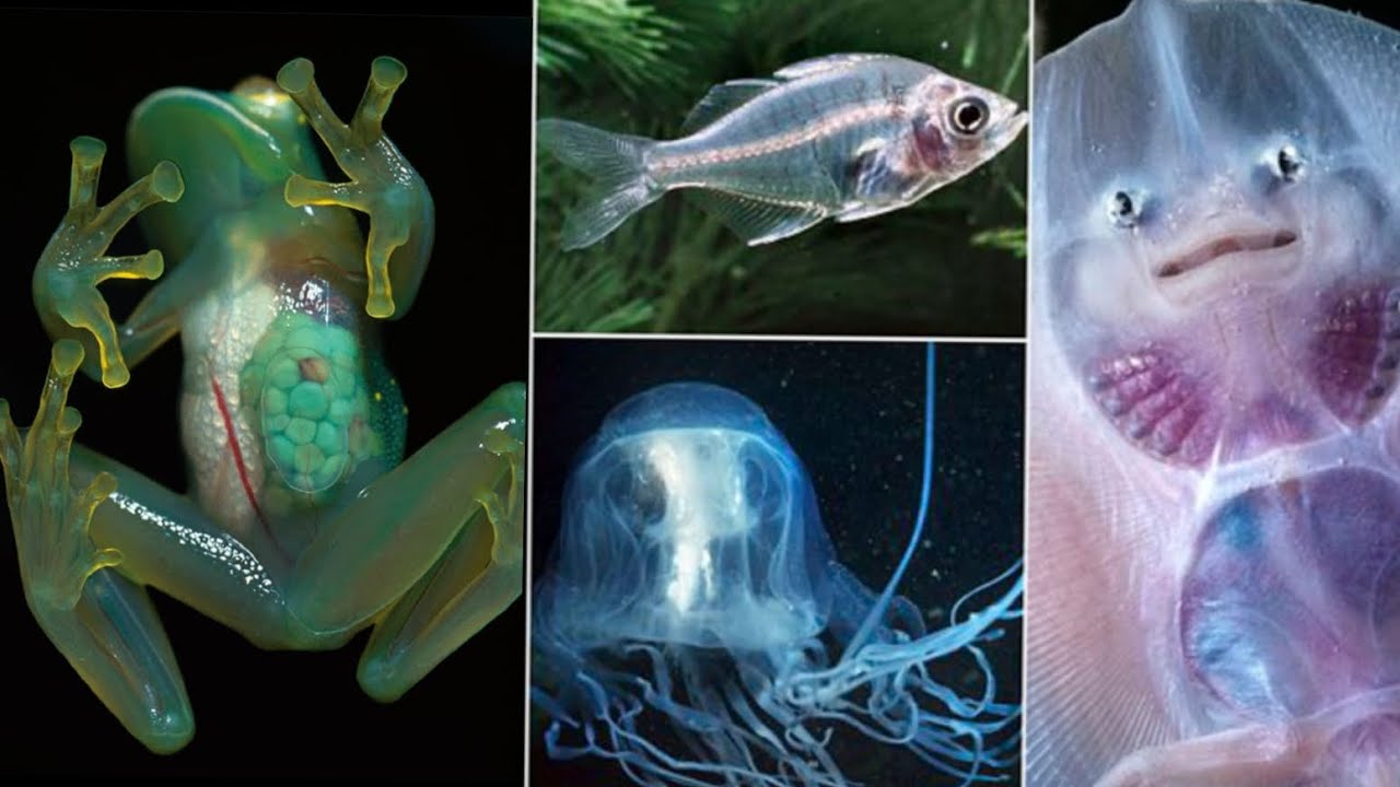 😱Top 10 Invisible amazing Animals In The World #10 #trending #viral # ...