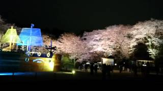 清水公園 桜まつり 夜桜ライトアップ Youtube
