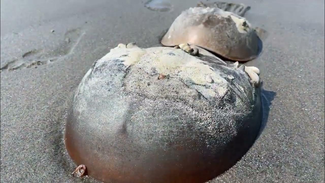Low tide Reveals the Miracle Of horseshoe crabs Jellyfish and spider