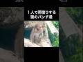 1人で雨宿りする猿のパンチ君