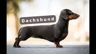The Delightful DACHSHUND, a.k.a. DOXIE or WEINER DOG.