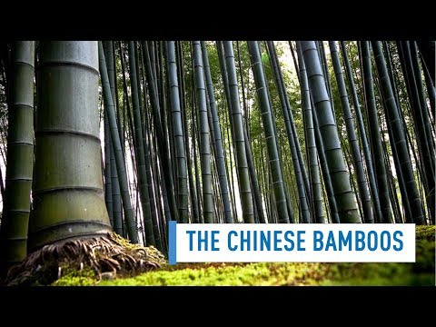 What Is The Iconographical Significance Of Bamboo In Chinese Landscape?