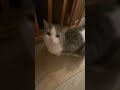 Mikey the cat got popipo’d #hatsunemiku #trend