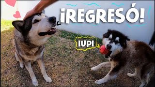 ¡SORPRESA A MIS PERROS! · Regresé de viaje ·