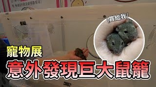 【維鼠日記】嬌糖維糖逛寵物展意外發現巨大鼠籠!!【維特】#29(上)