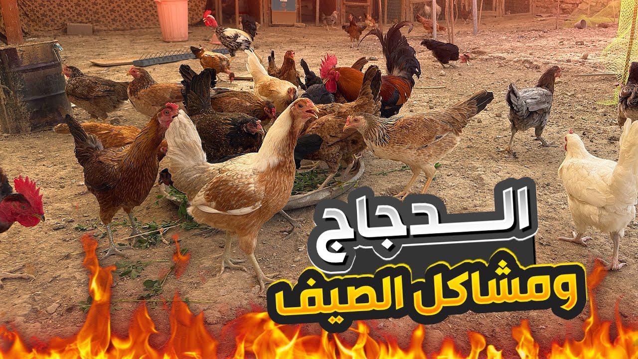 عمل سقيفة ضل للدجاج🐓فقسو كتاكيت الكويتيات🐣 ولكن 😭