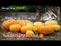 Сезон 1 Серия 16  Собрали урожай тыквы Ломаем сарай