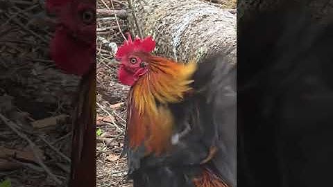 Cai qaib cua zoo nawb npaj siab to lwm xyoos mej yuav pom me nyuam 