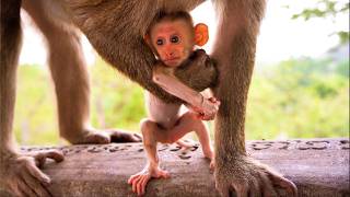 🔴 From Milk to Food 🍃 Baby Steely Starts Learning New Skills