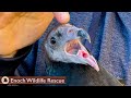 How can you not love a face like that? | Turkey Vulture Release
