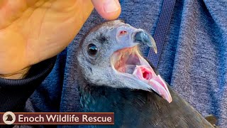 How can you not love a face like that? | Turkey Vulture Release