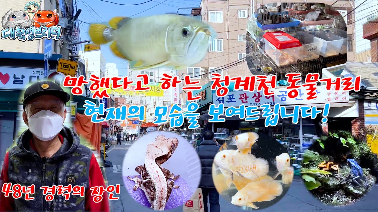 청계천 애완동물 거리는 어떻게 되었을까요?(청계천 수족관거리)  korea aninmal street