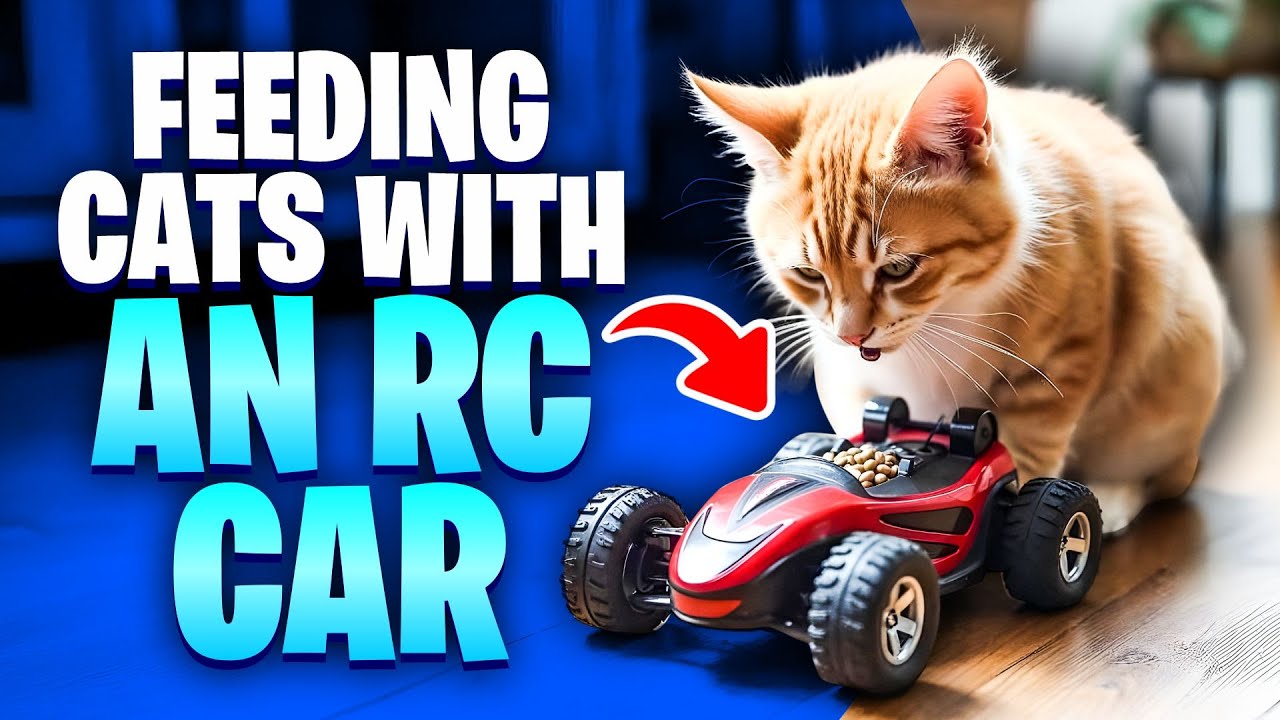Feeding Cats With An RC Car: Watch Their Adorable Reactions😻 (Fun Cat Video)