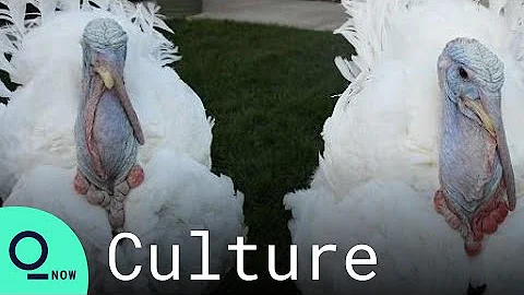 Biden Pardons Turkeys Peanut Butter and Jelly Ahead of Thanksgiving